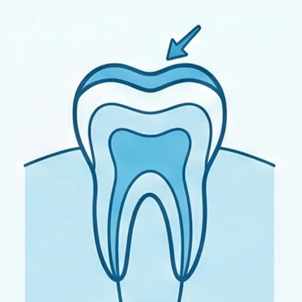 Tooth Surfaces Occlusal