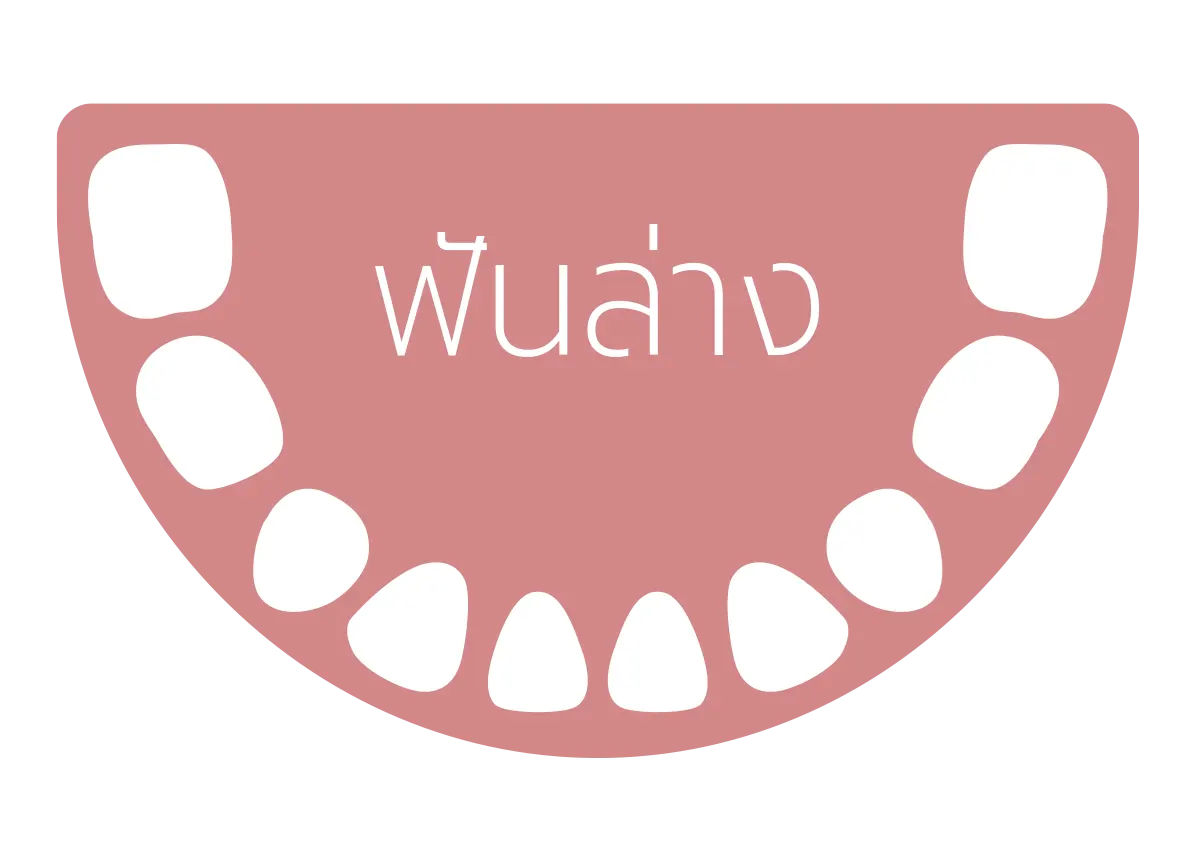 ลำดับการขึ้นของฟันล่าง